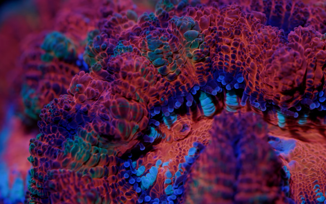 Australophyllia Coral Care Tips