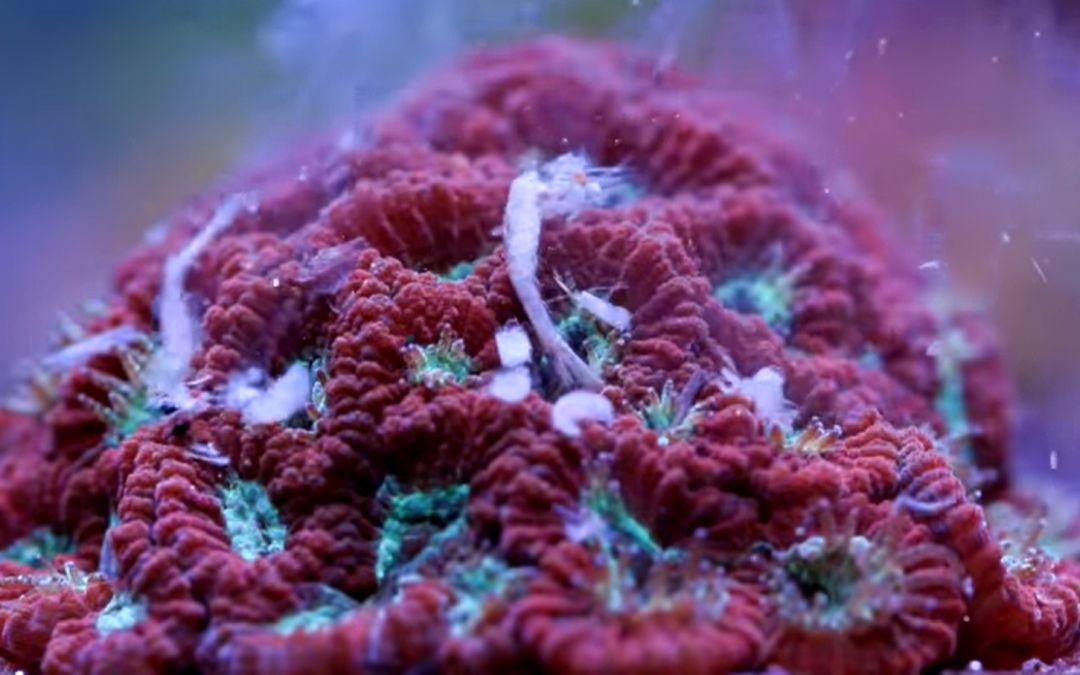Feeding Corals Reef Roids – Will They Eat?