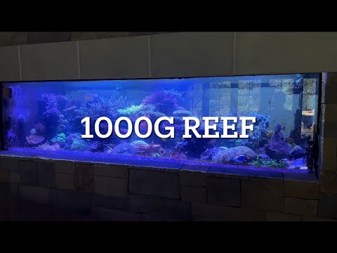 Here’s a big reef