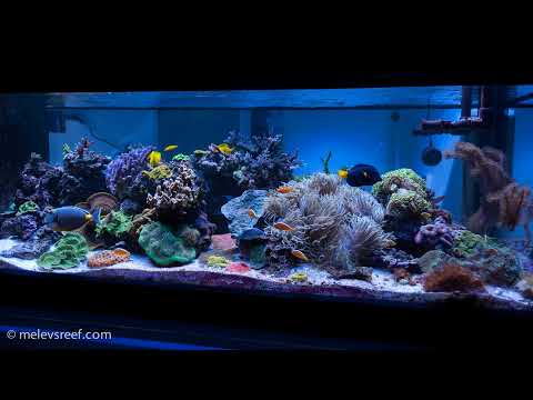 Let’s talk about aquarium problems and their solutions