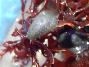 Jellybean Slugs (Ochidella floridana): Savior or Scam?