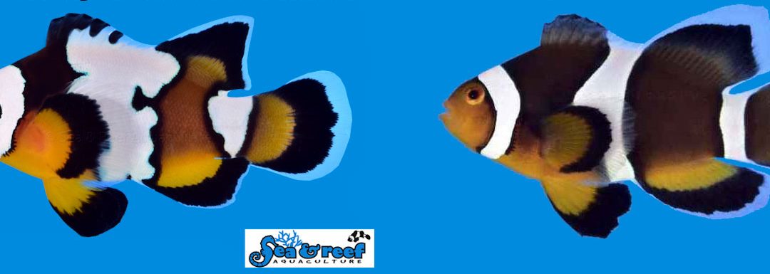 Sea & Reef Releases Two New Longfin Clownfish