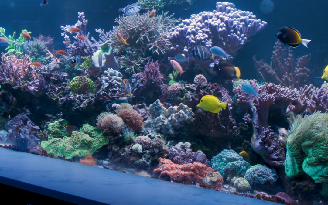 Andrew’s 1000-gallon Mixed Reef Aquarium in Las Vegas