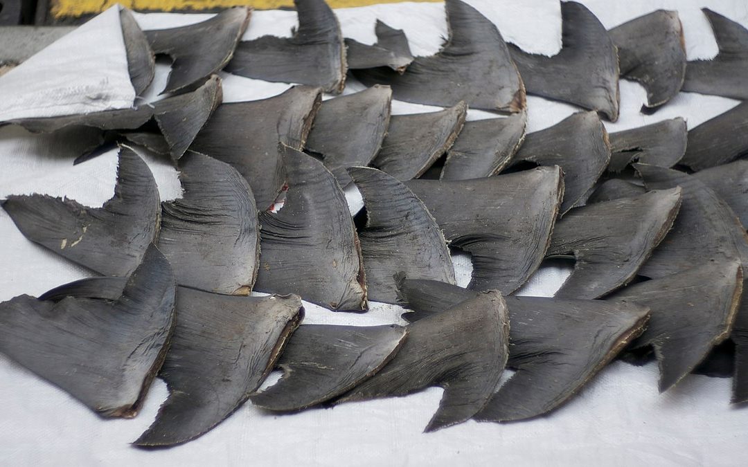 One step closer. Senate Passes Legislation Banning the U.S. Shark Fin Trade