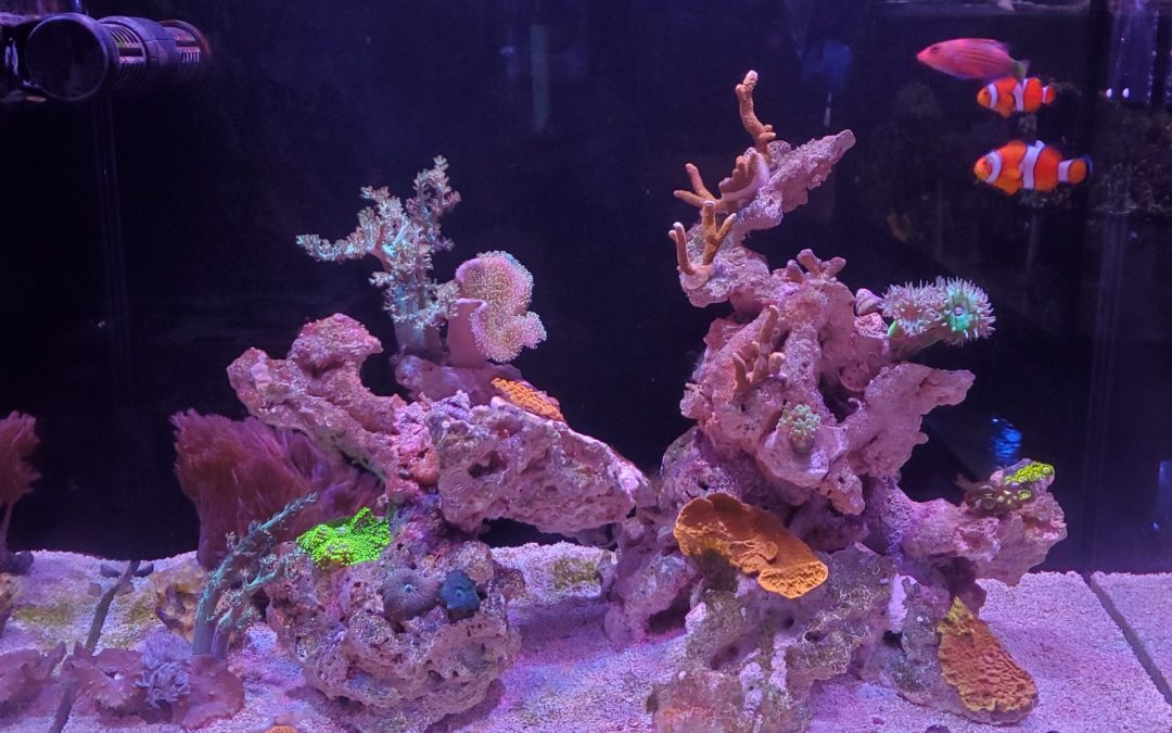 Reef Mentoring: Part 8 – Two Month Update