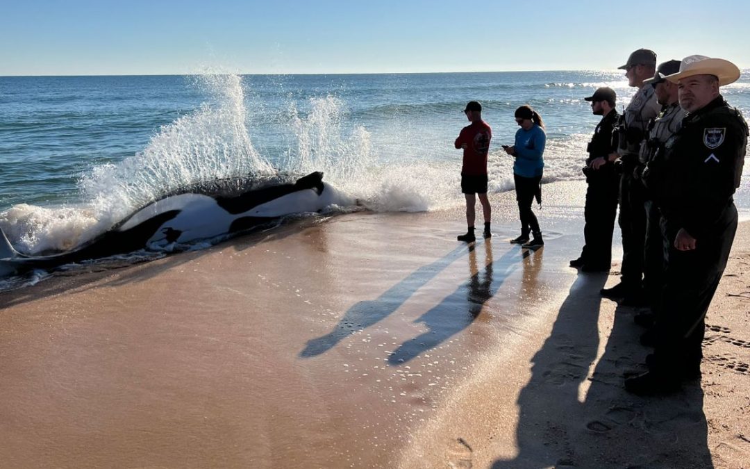 In rare event, killer whale beaches herself in Florida