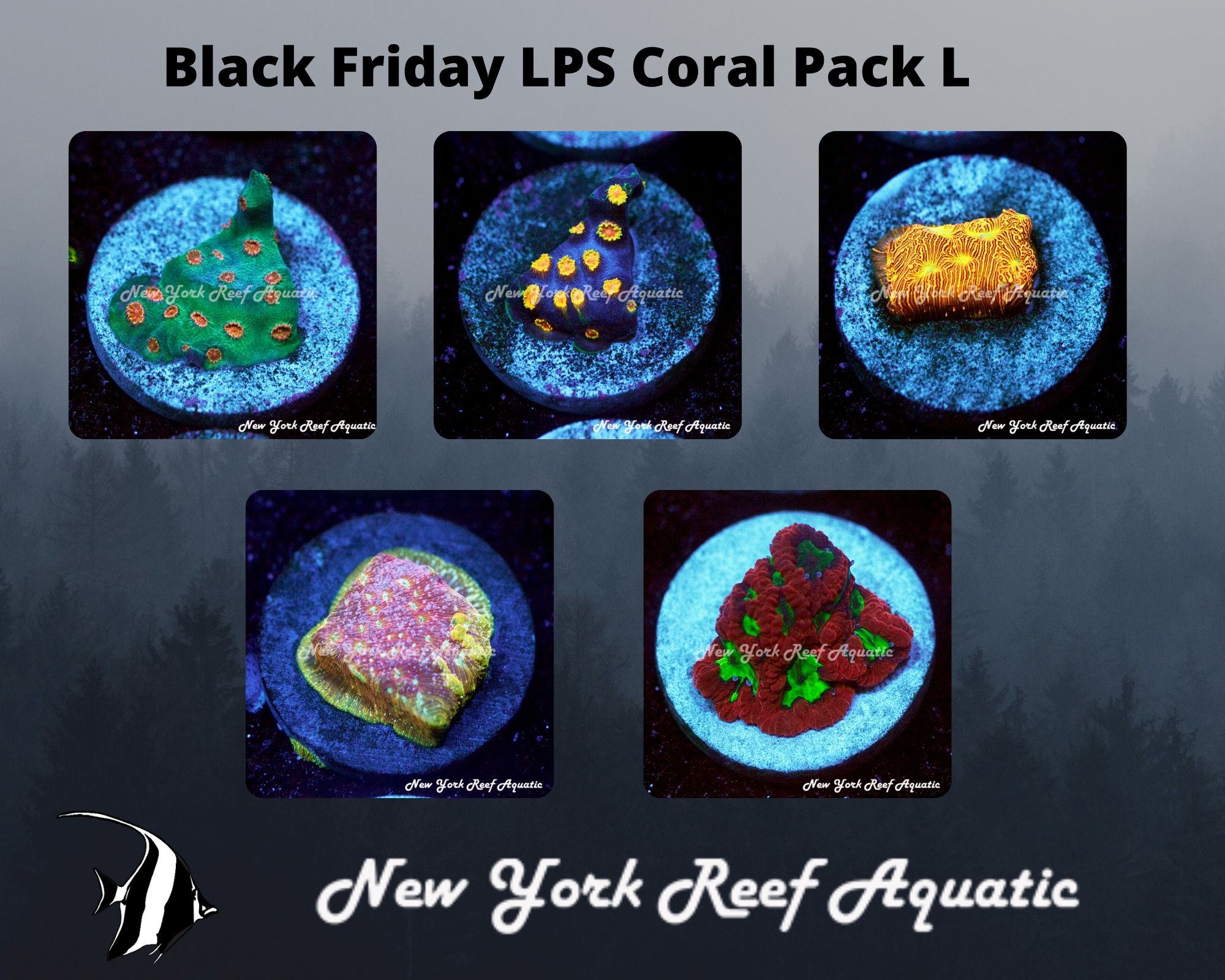 LPS Coral Pack L.jpg