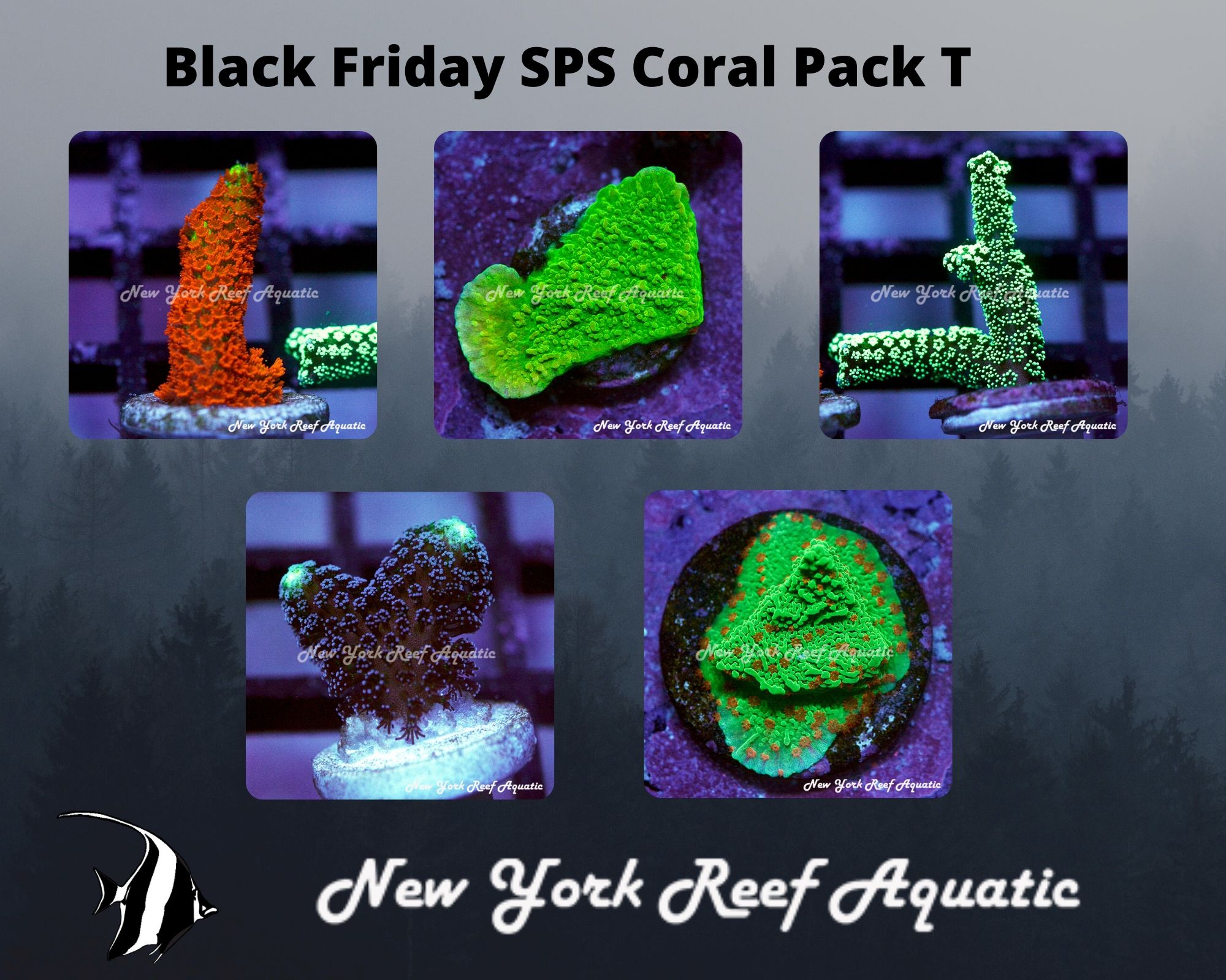 SPS Coral Pack T.jpg