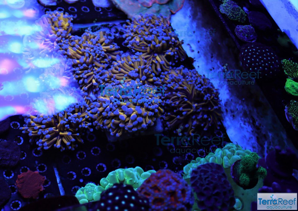 IMG_7455-Coral-Reef-Aquaculture-Farm-Propagation-Aquarium-small.jpg