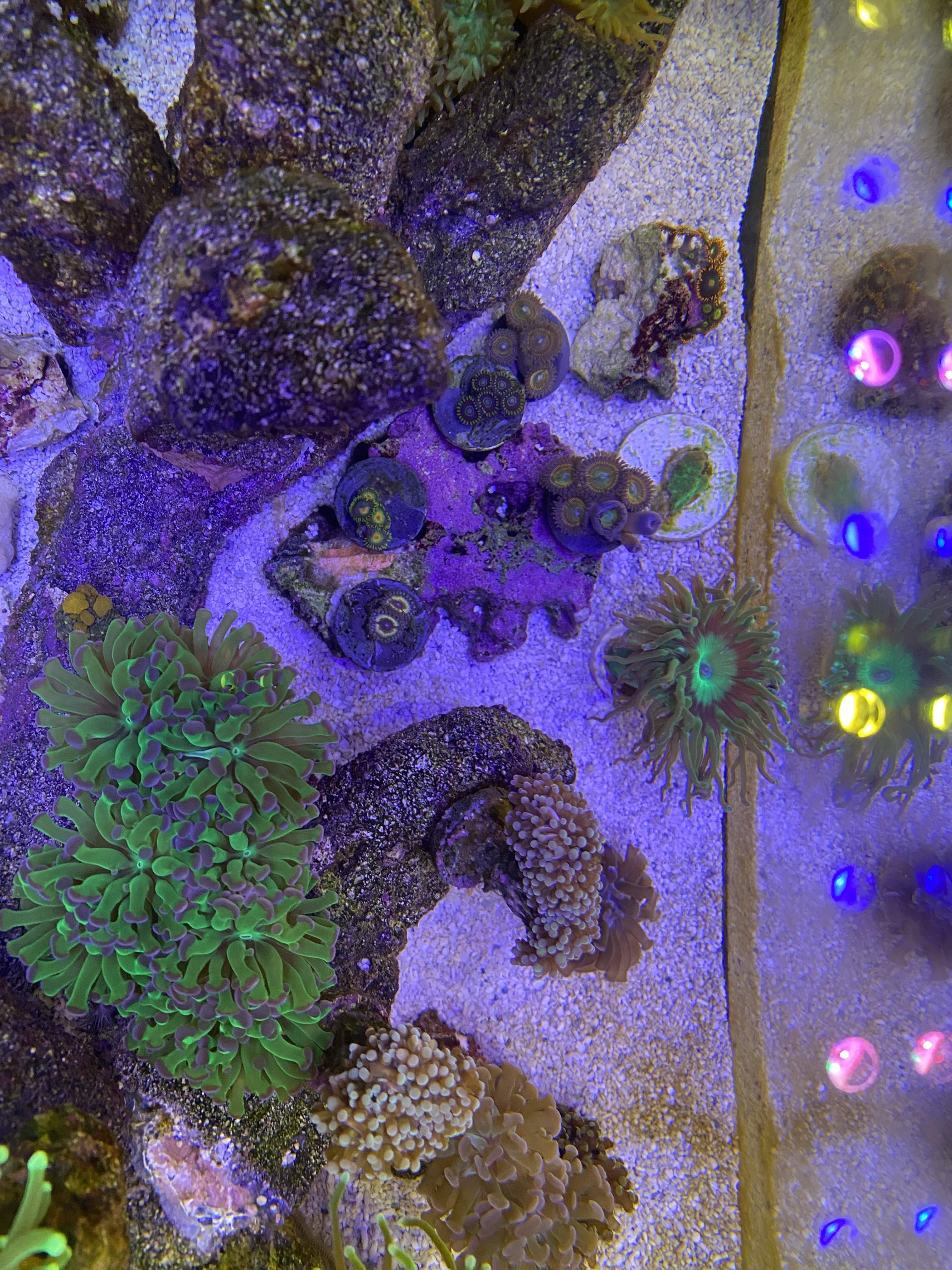 zoas and frog.jpg