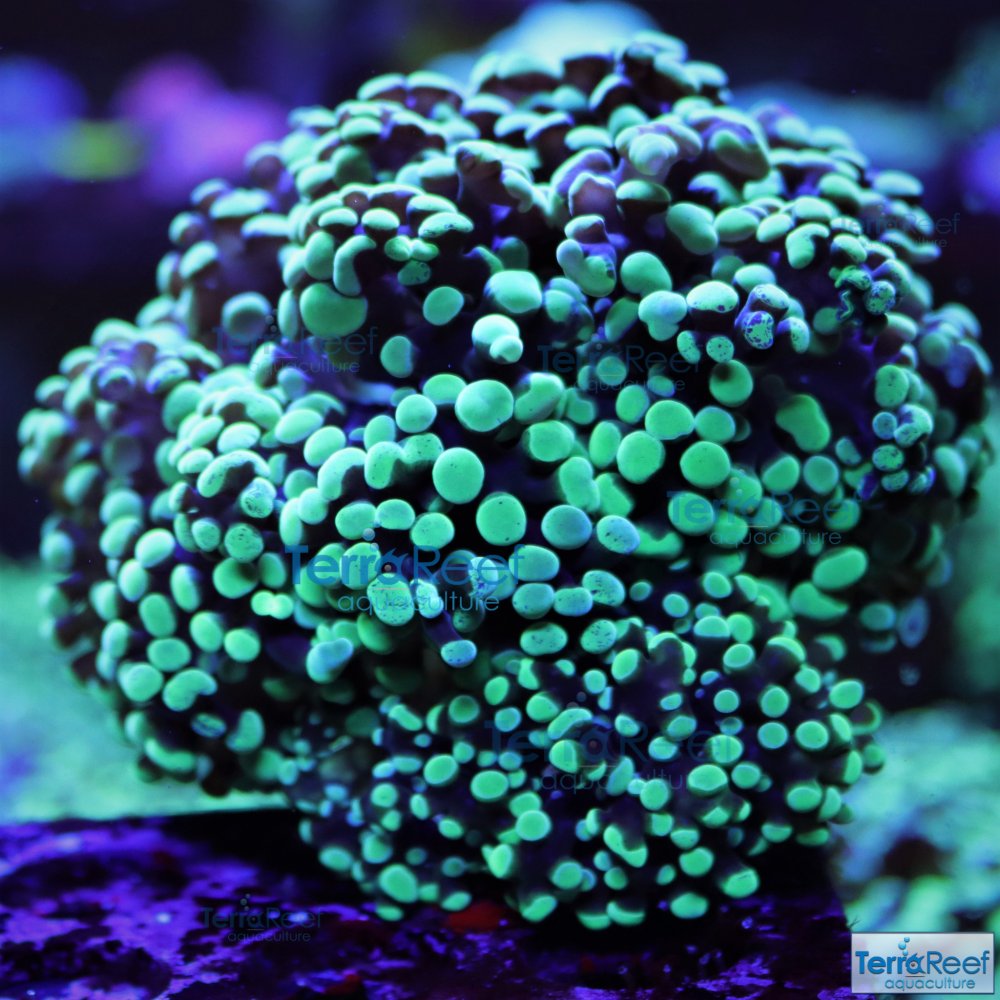 IMG_7562-Green-Frogspawn-coral.jpg