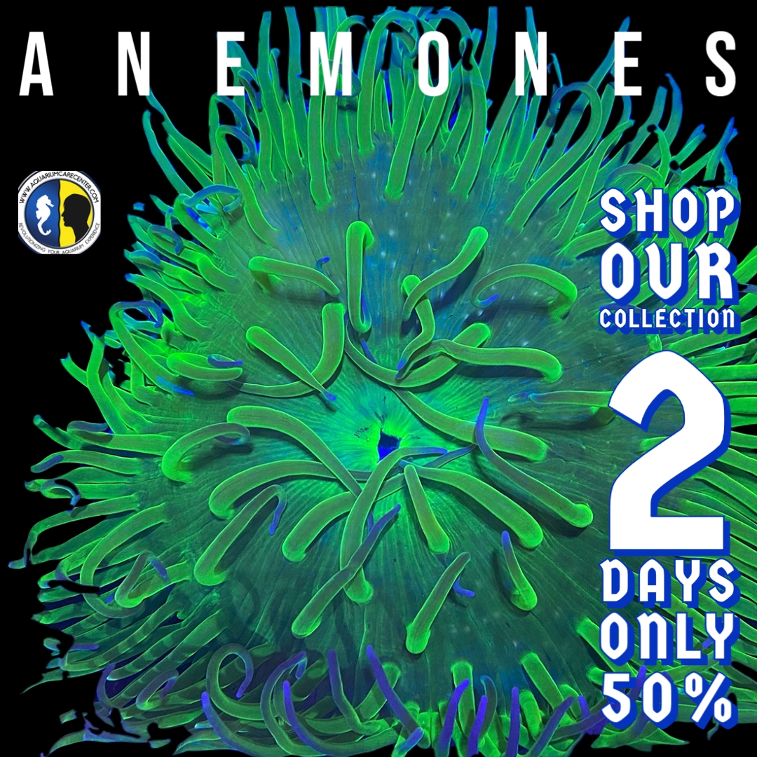 anemone deal.jpg
