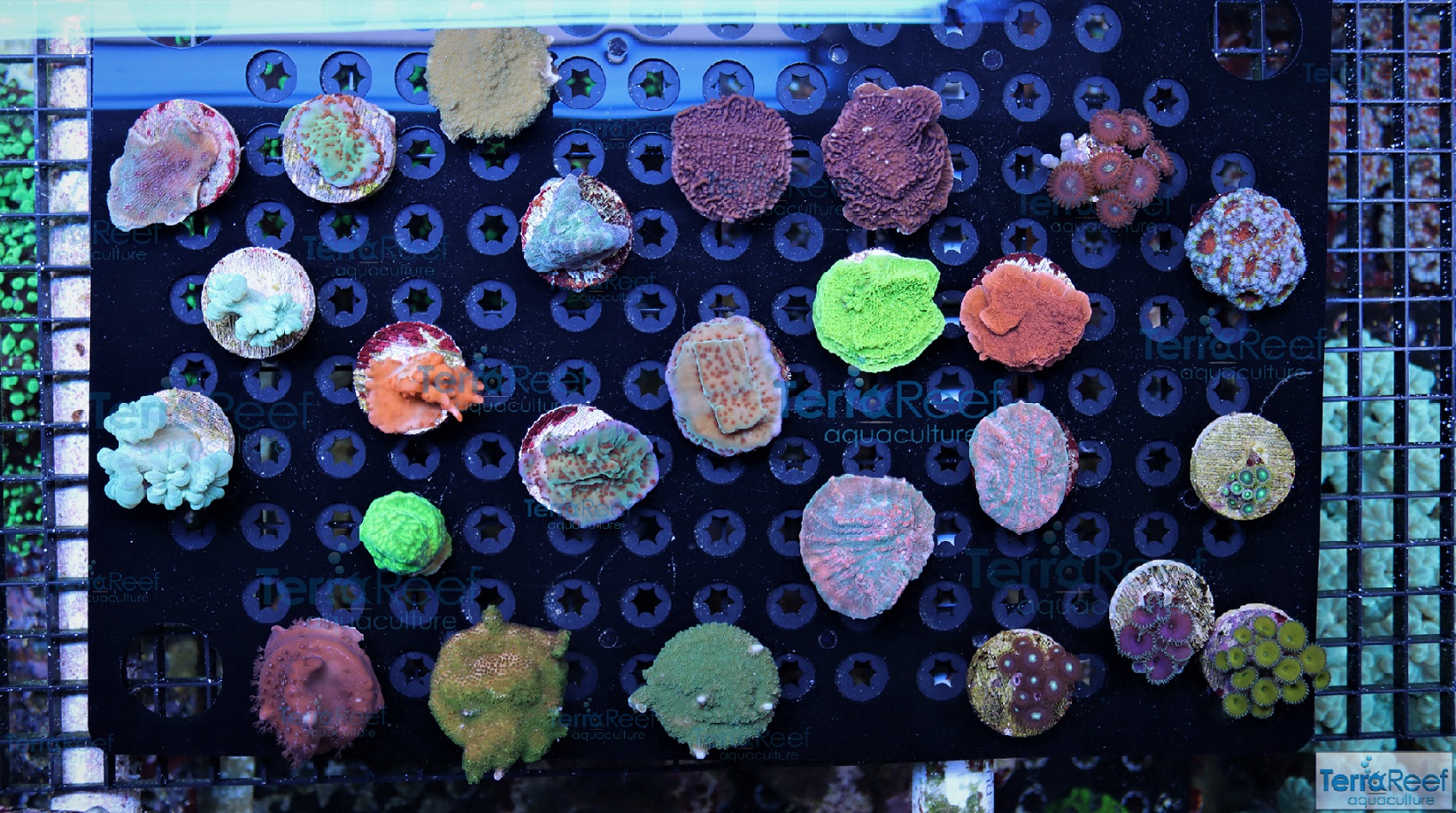 IMG_6380-Aquacultured-Coral-Frags-Quarentined-Small.jpg