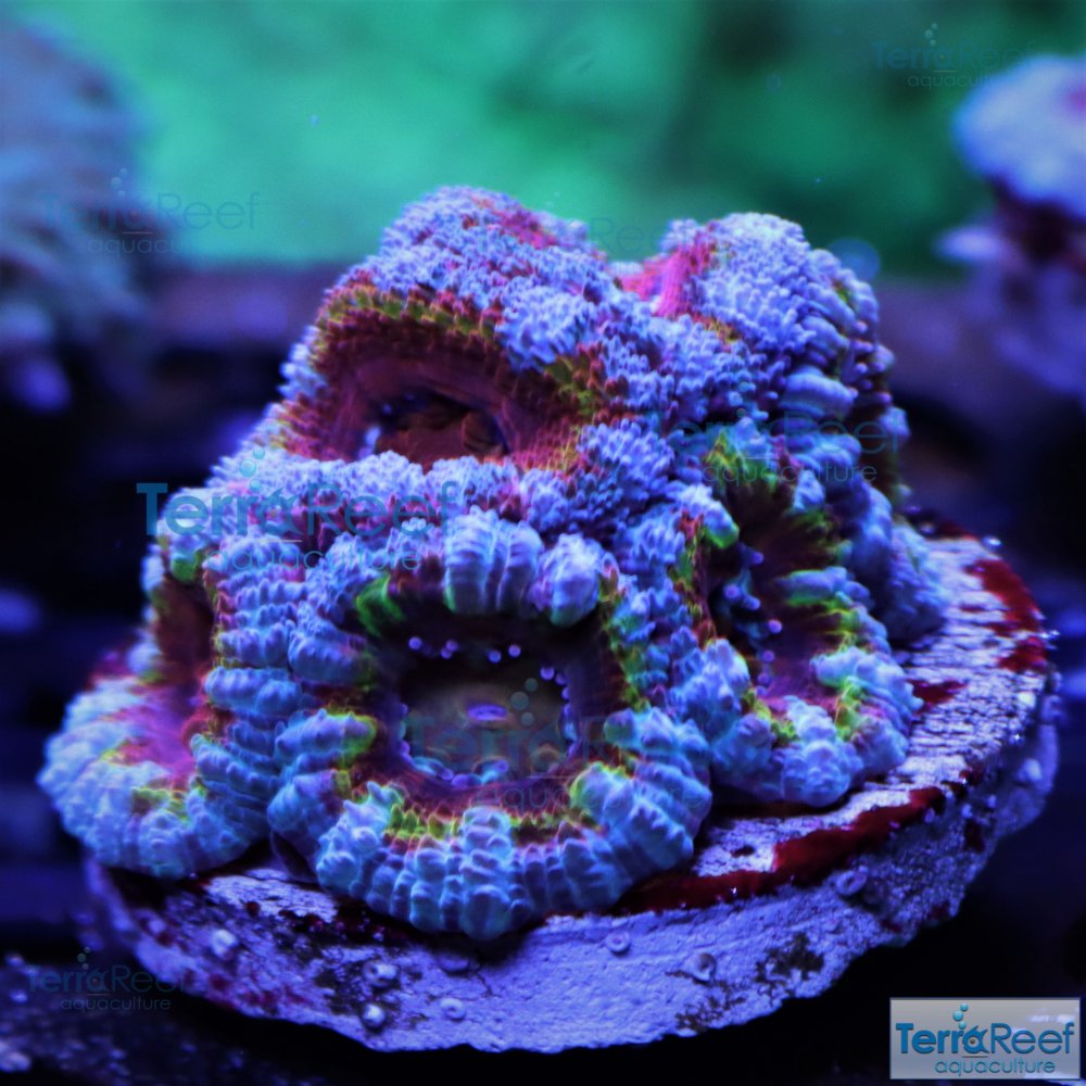 IMG_7389-Rainbow-Red-Micromussa-lord-Acan-T.jpg