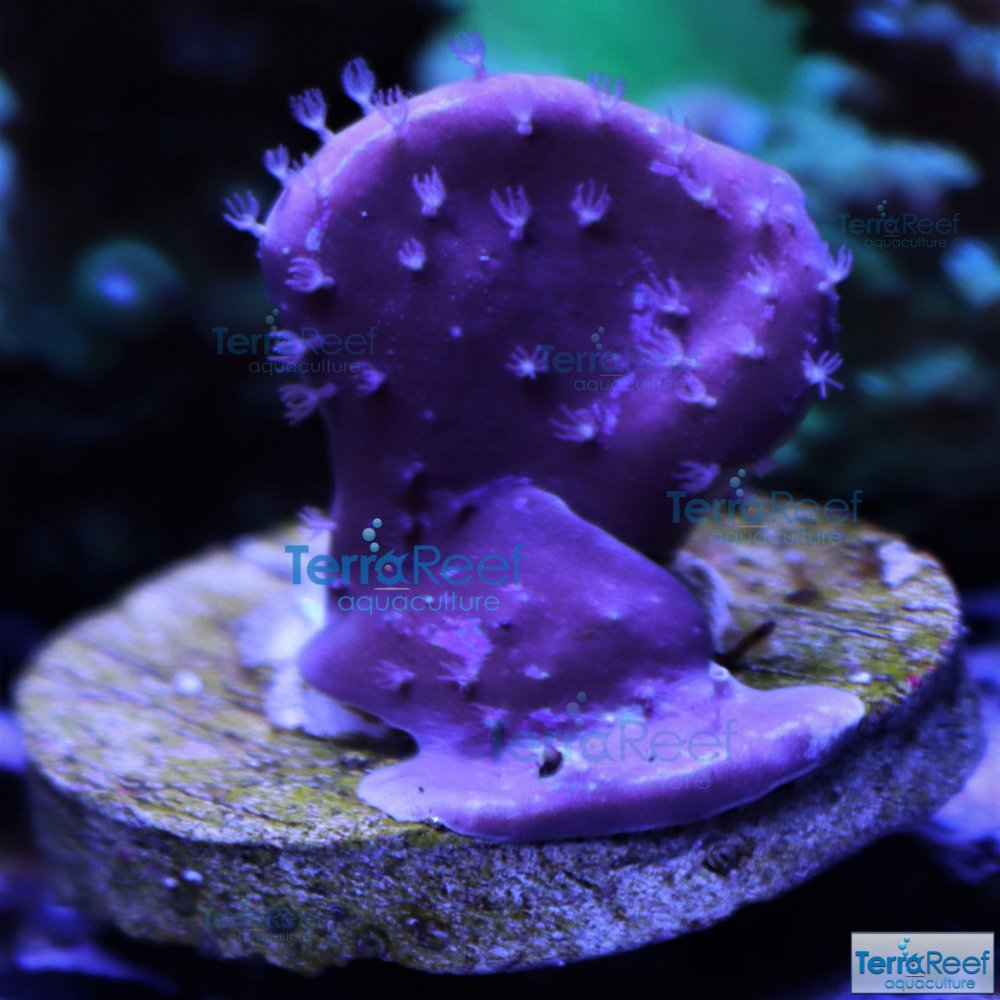 IMG_7851-Blue-Ridge-coral.jpg