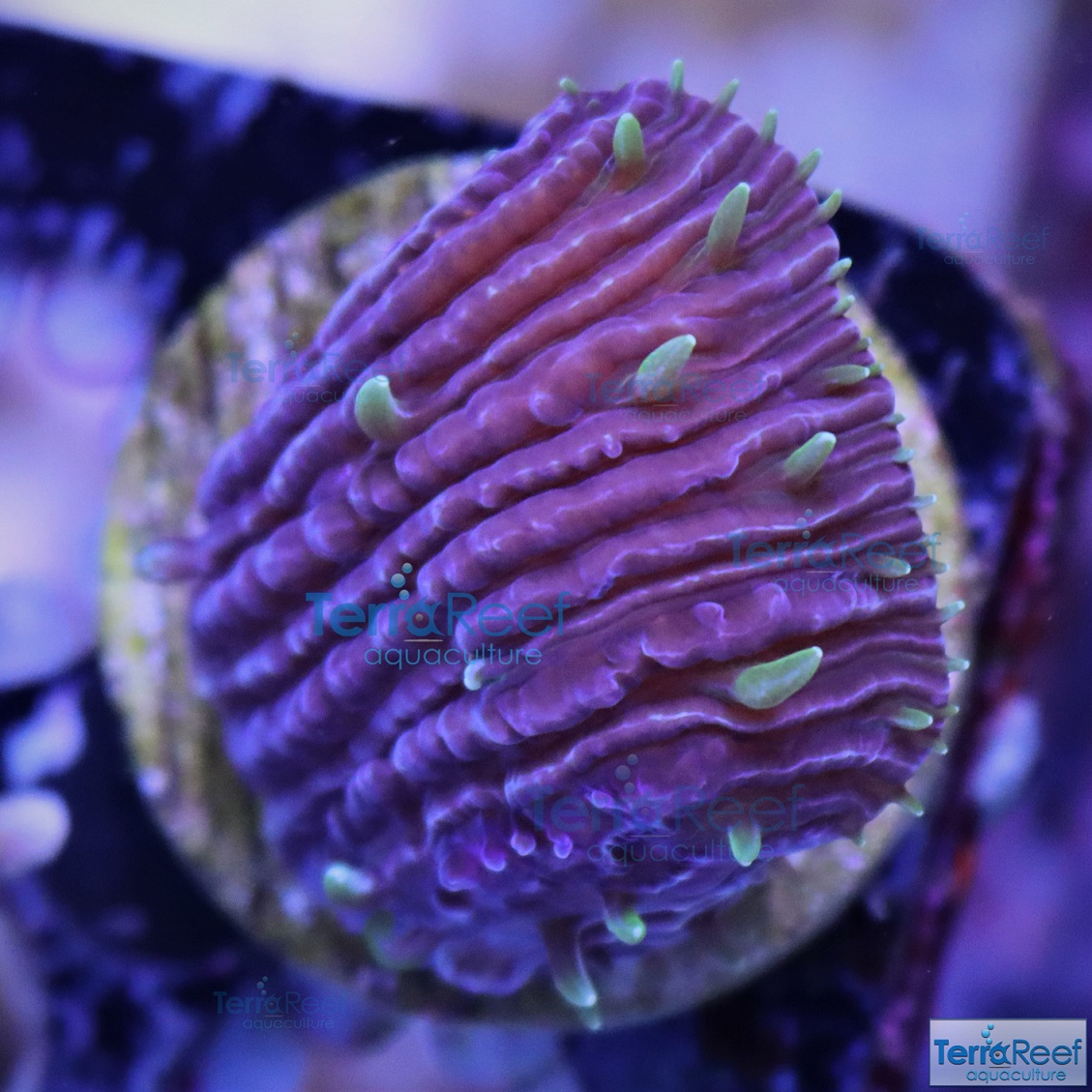 IMG_6301-Fungia-Plate-Coral-Project-X-Fungid-Small.jpg