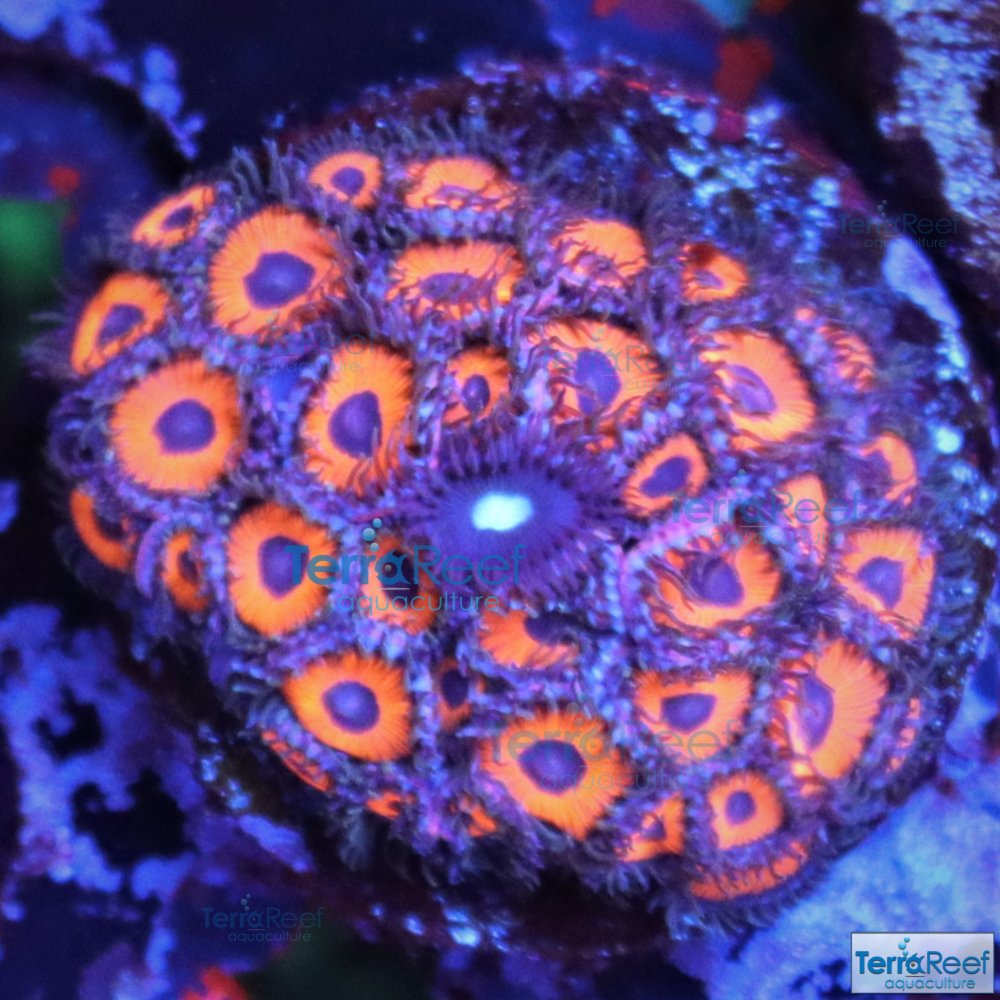 IMG_8957-Mint-Chip-Red-Zoanthid-12Le.jpg