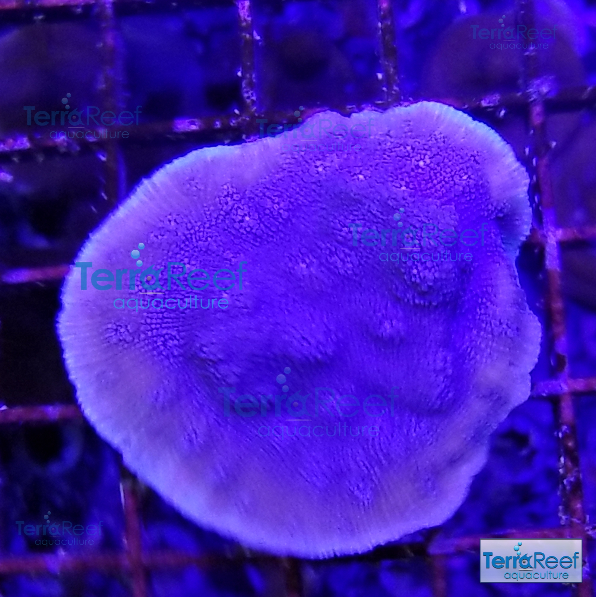 ORA-Blue-Chalice-Coral-Frag-4-WYSIWYG-20210318_014604.jpg