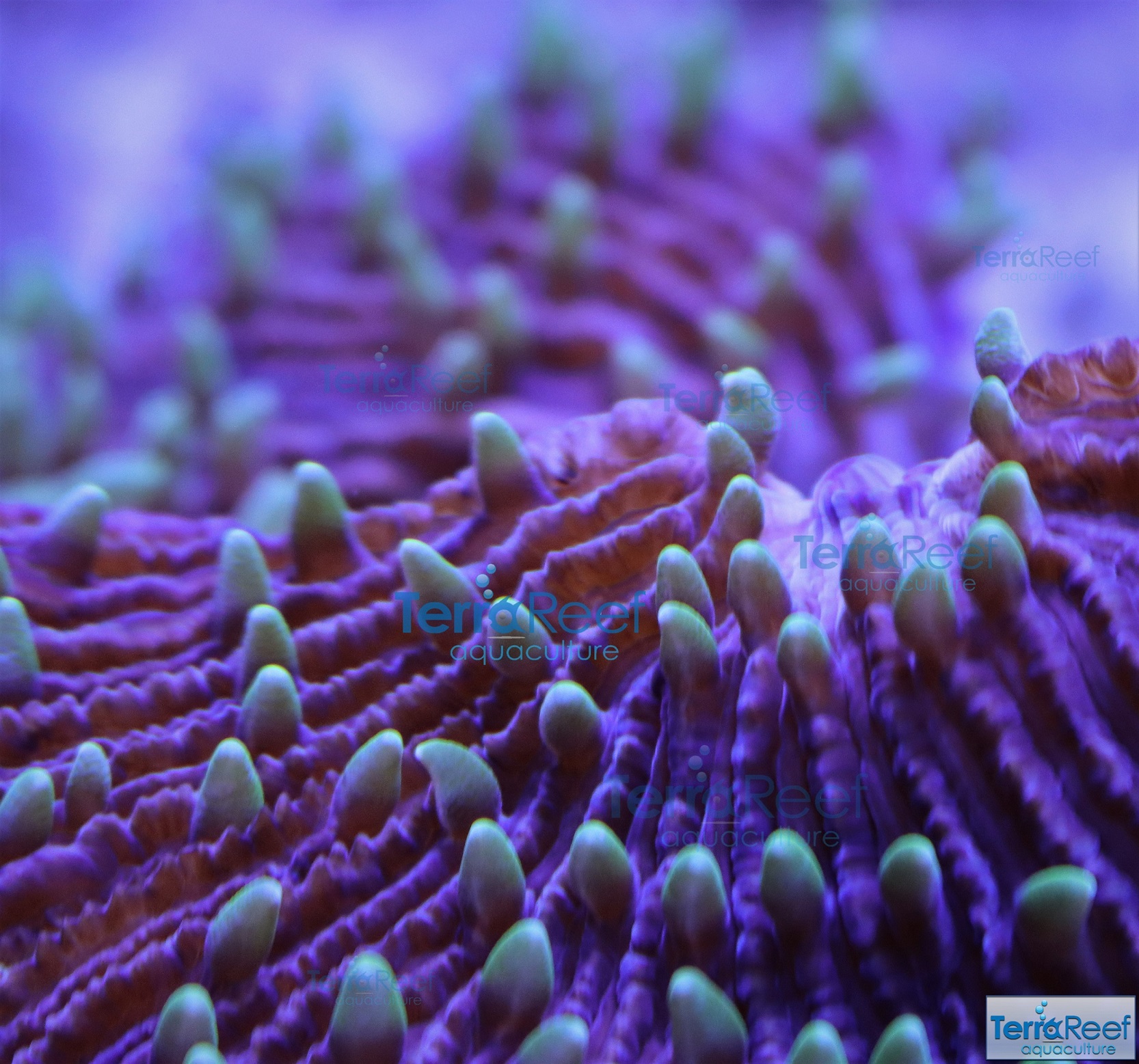 IMG_3387-Fungia-Plate-Coral-Small.jpg