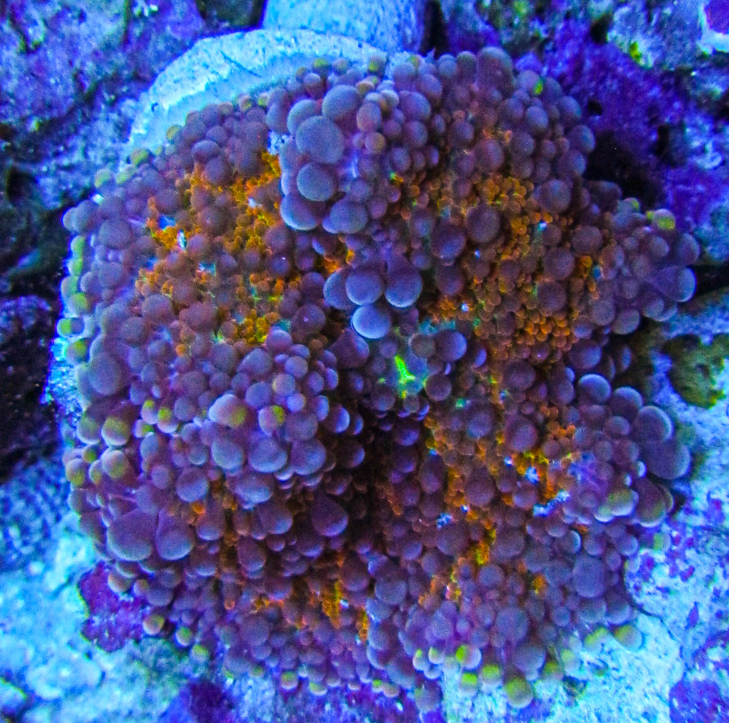 UC Purple Rain Yuma_3136.JPG