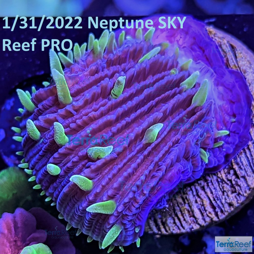 PXL_20220201_000751494-Fungid-Fungia-ReefGen-Project-X-Plate-Coral-LPS-Date.jpg