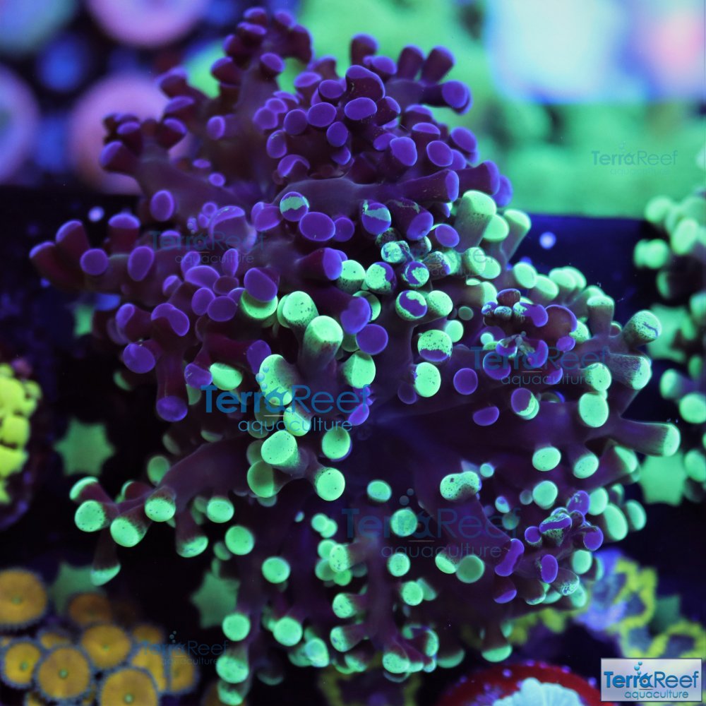 IMG_8195-Sweet-Bicolor-Frogspawn-coral-aquacultured.jpg