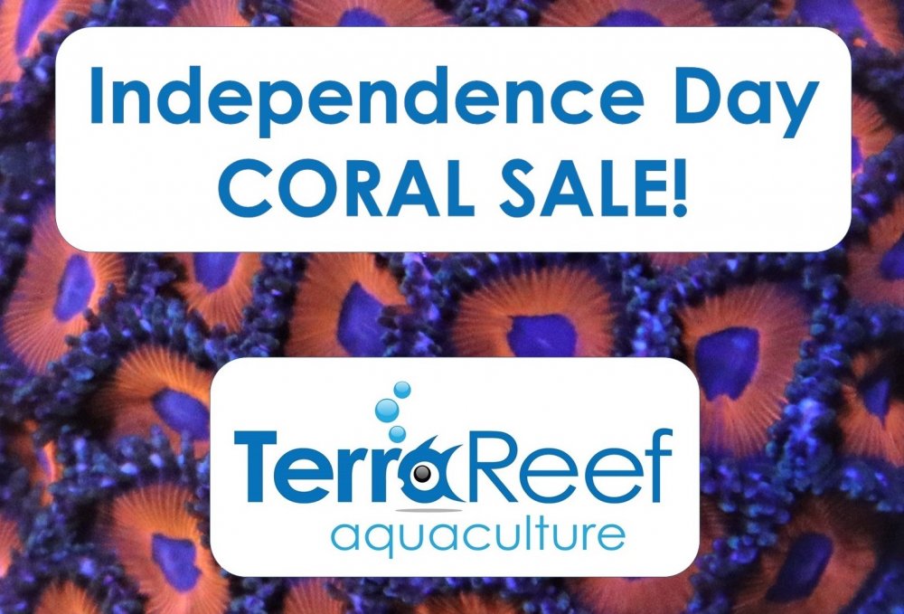 Aquacultured_live_coral_for_sale_on_sale_Independence.jpg