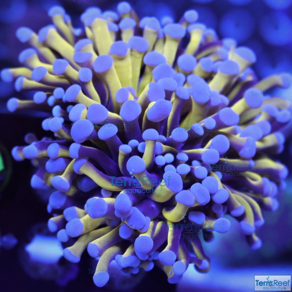 IMG_8035-Aussie-Gold-Torch-Aquacultured-LPS-Coral.jpg
