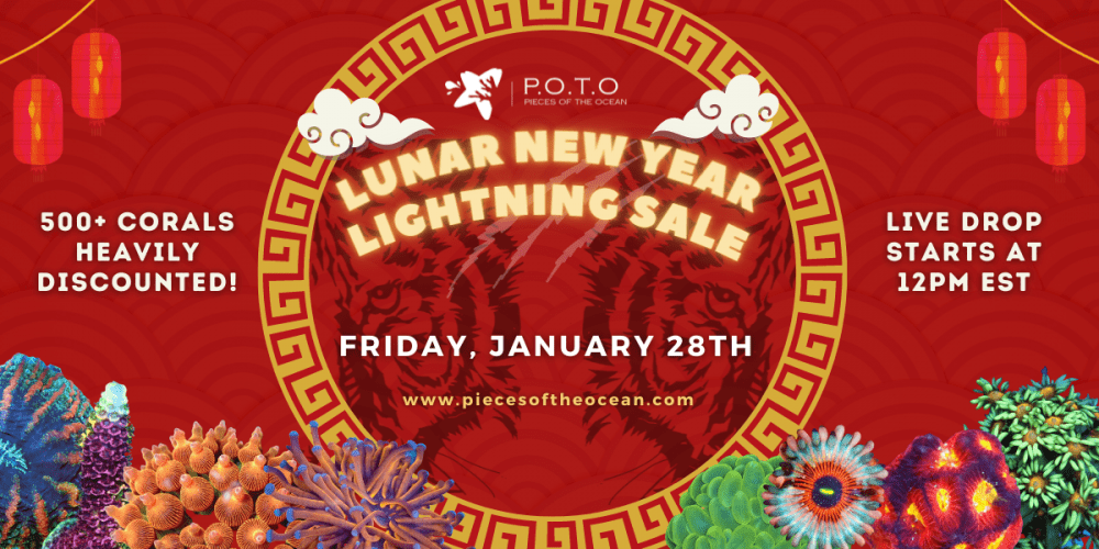 POTO Lunar New Year - 1200×600.png