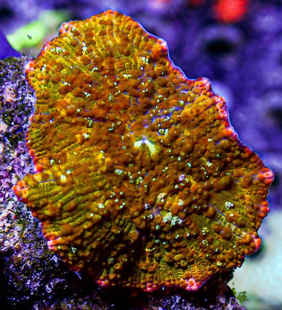 UC Aztec Gold Mushroom -313.JPG