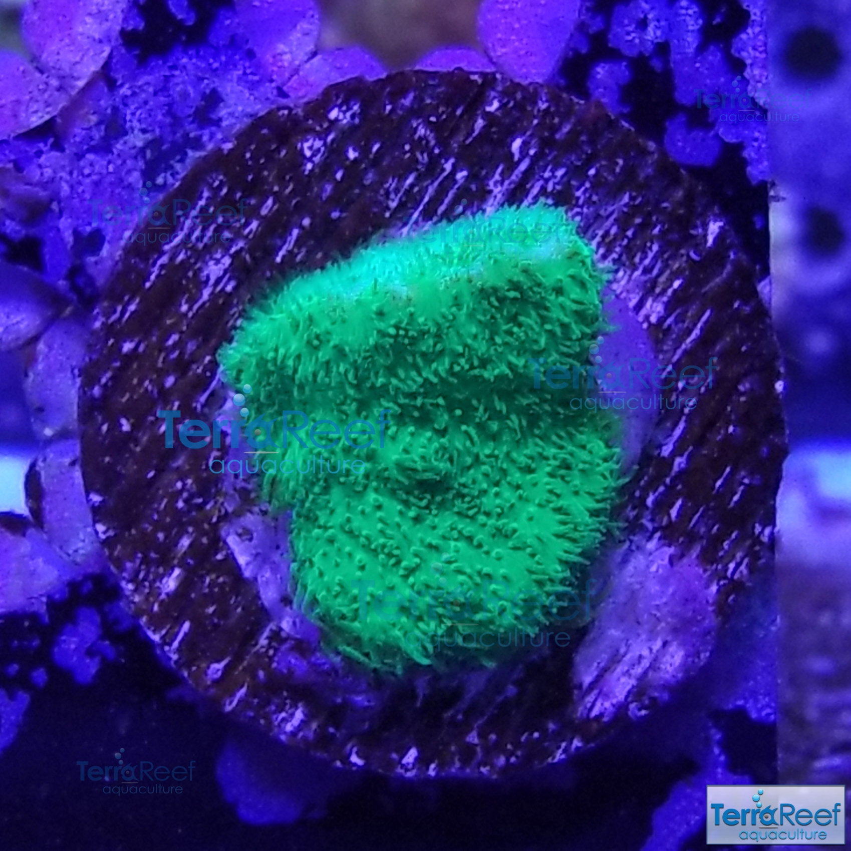 Green-Psammocora-Coral-WYSIWYG-Coral-1-20210318_014329.jpg