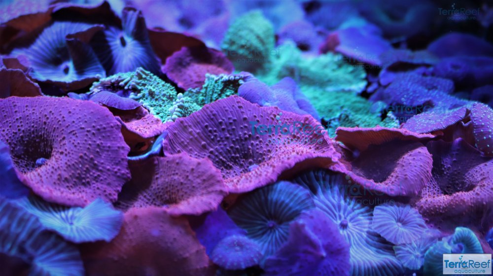 IMG_8107-Mushroom-soft-Coral-aquacultured.jpg
