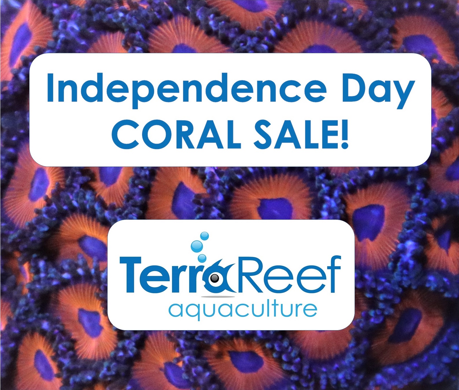 Aquacultured live coral for sale on sale 4th.jpg