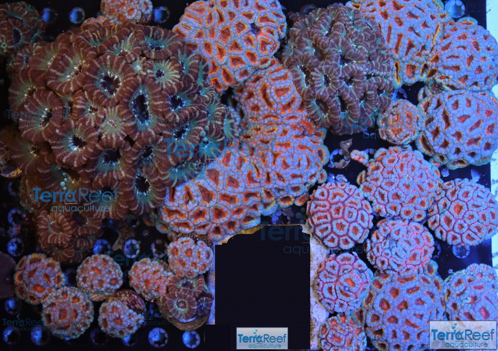 IMG_8495-Edit-Micromussa-Acan-colonies-grow-out.jpg