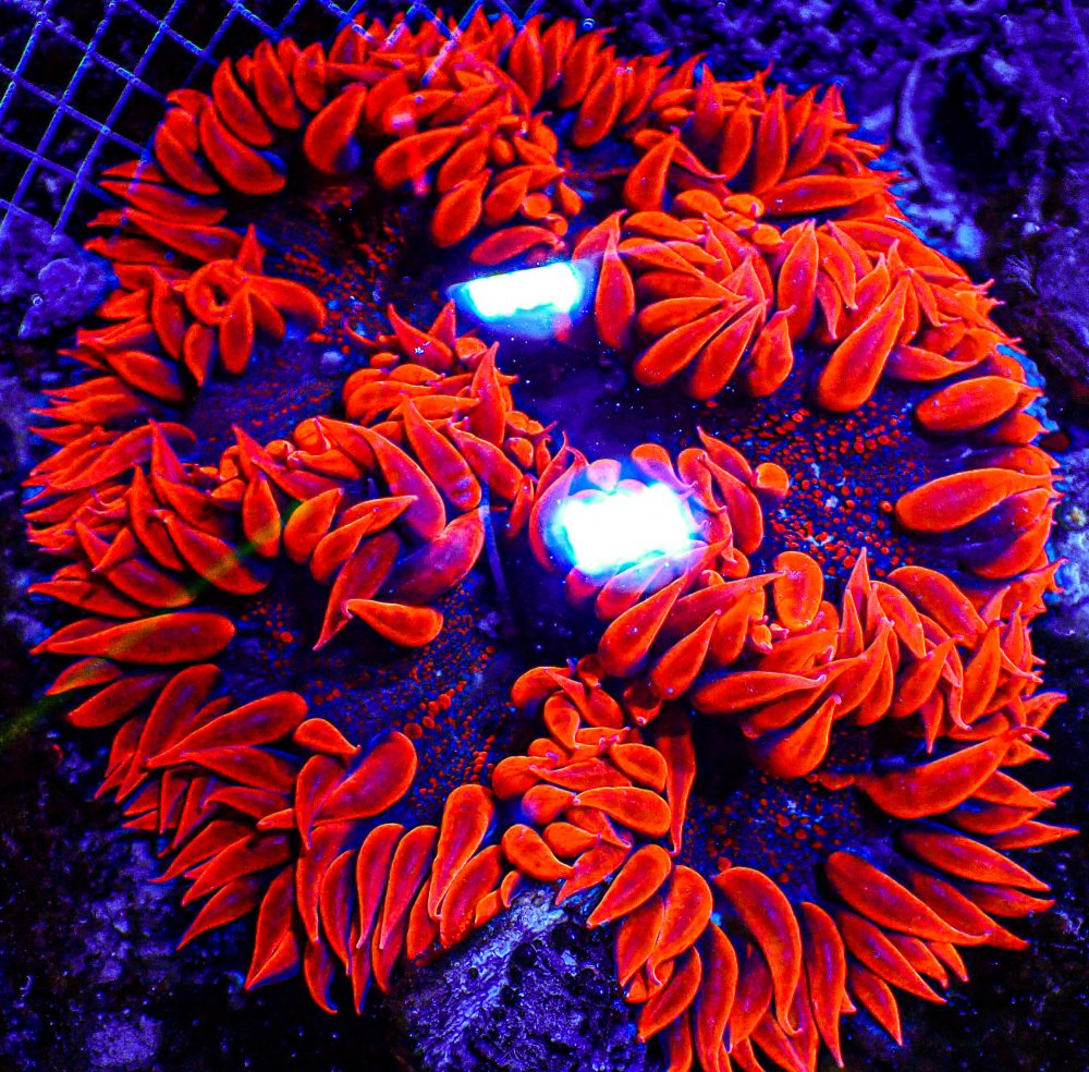 Show Size Rock Flower anemone -175.JPG