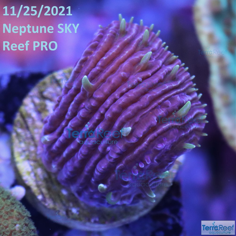 IMG_6279-Fungia-Plate-Coral-Project-X-Fungid-Date.jpg