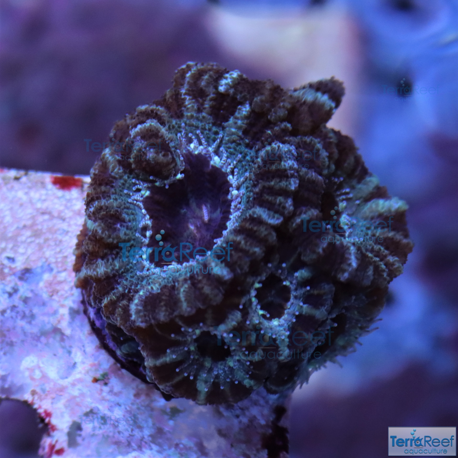 IMG_2582-Teal-Acan-Lord-Micromussa-WYSIWYG-Coral-Frag.jpg