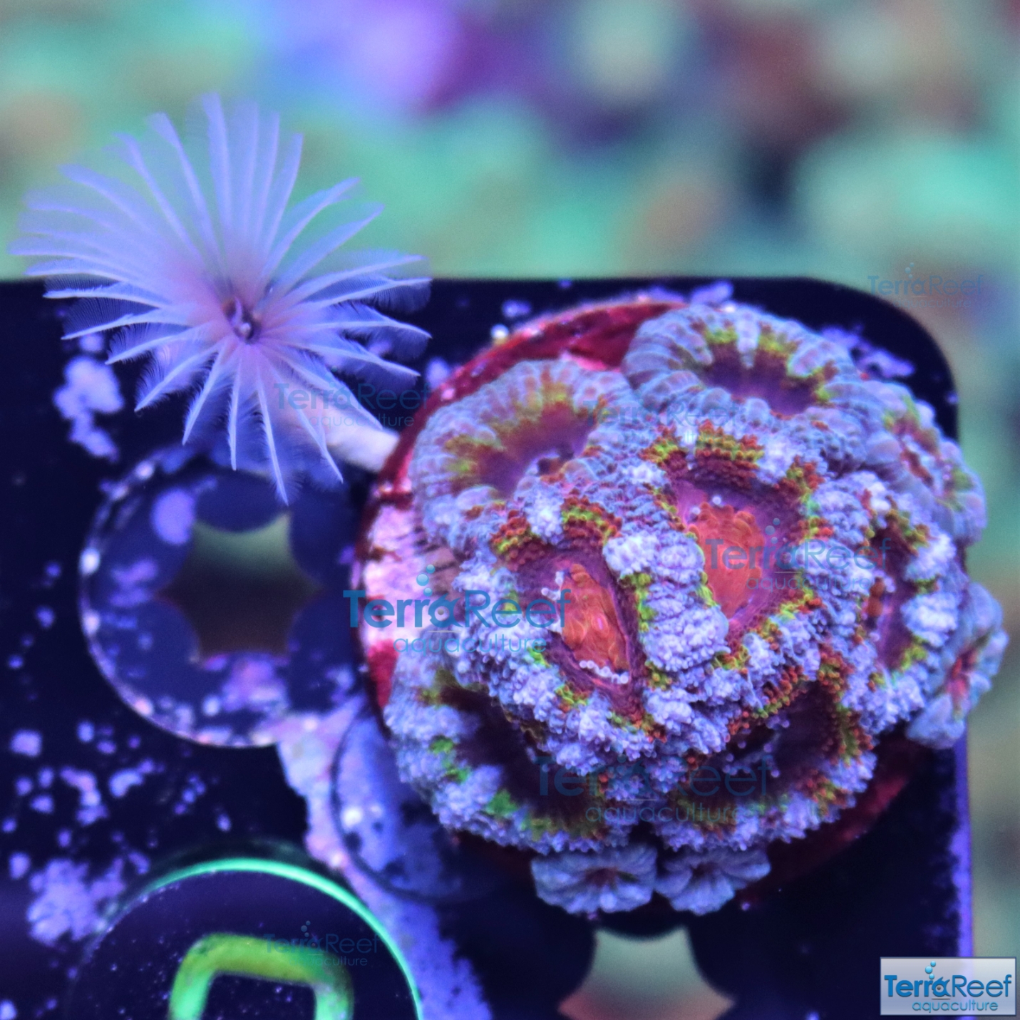 IMG_2584-Red-Acan-Lord-Micromussa-WYSWIYG-Coral-Frag.jpg