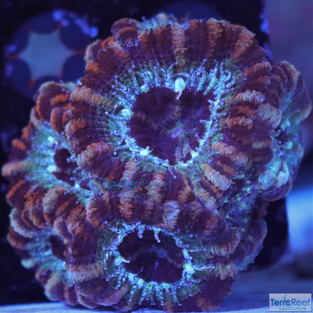 IMG_8034-Micromussa-lord-Acan-frag-colony-aquacultured.jpg