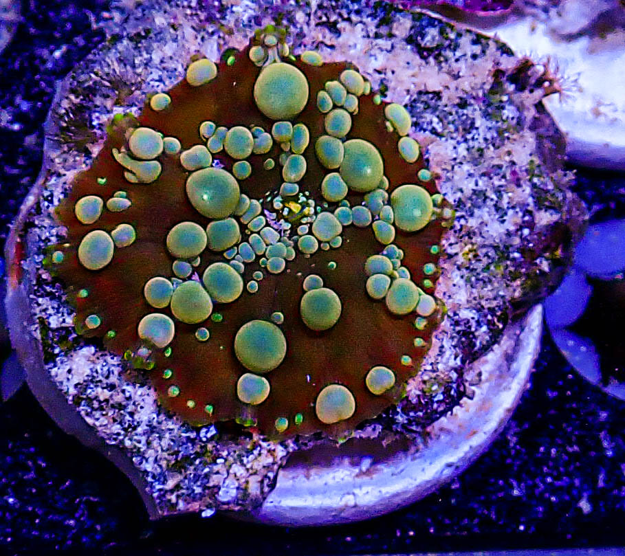 UC Poseidon Bounce Mushroom -196.JPG
