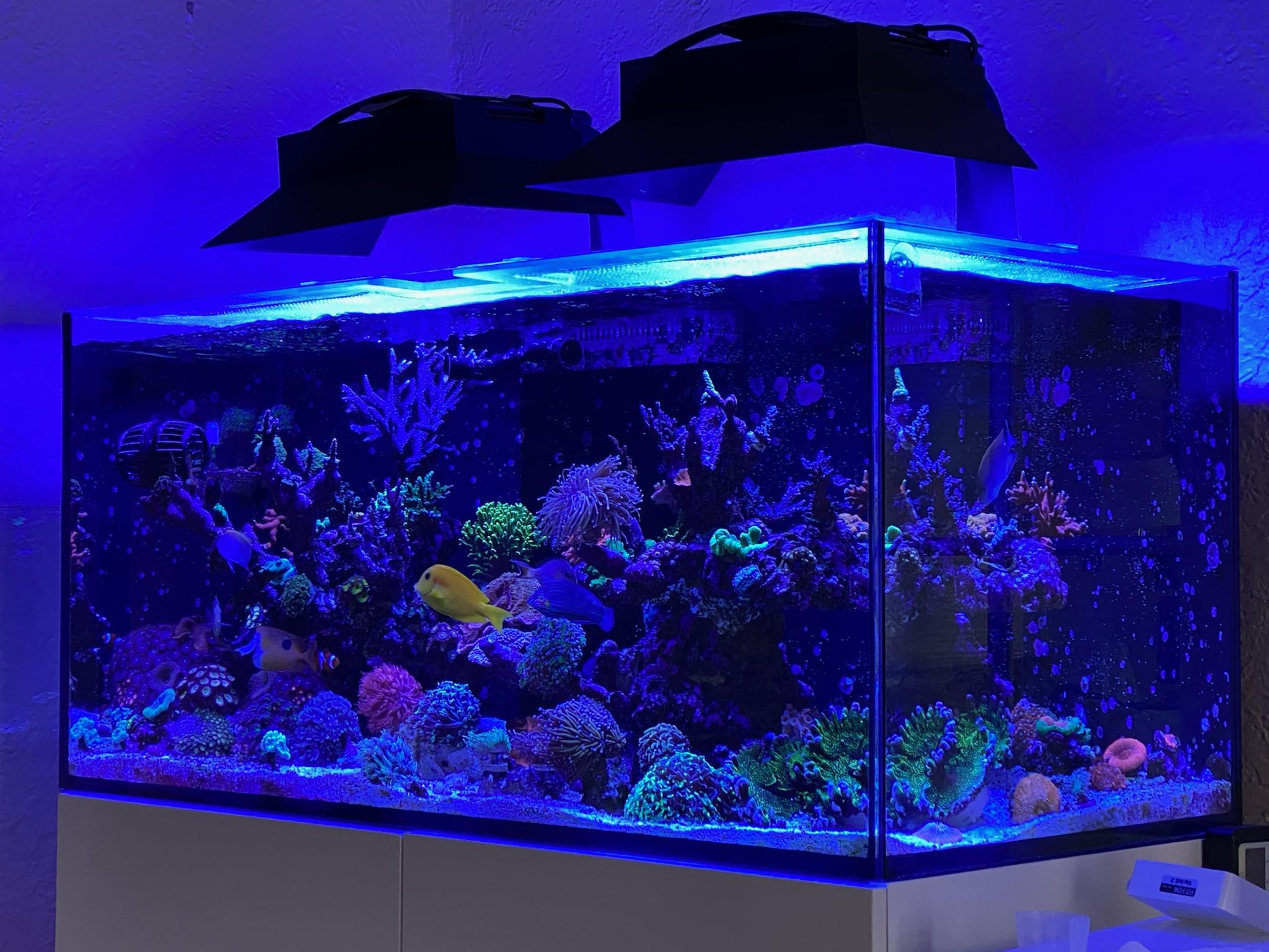 3D printed aquarium light shade in use.jpg