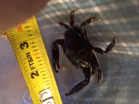 Black crab 2.jpg