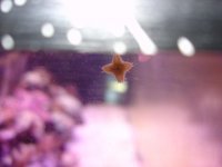 Starfish.JPG