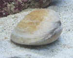 clam.gif