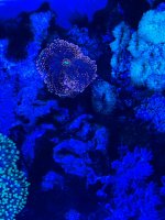 Coral 1.jpeg