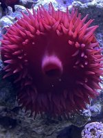 beadlet anemone.jpg
