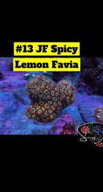 13 - JF Spicey Lemon Favia - Copy.JPG