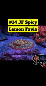 14 - JF Spicey Lemon Favia.JPG