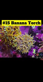 15 - Banana Torch.JPG