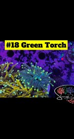 18 - Green Torch.JPG